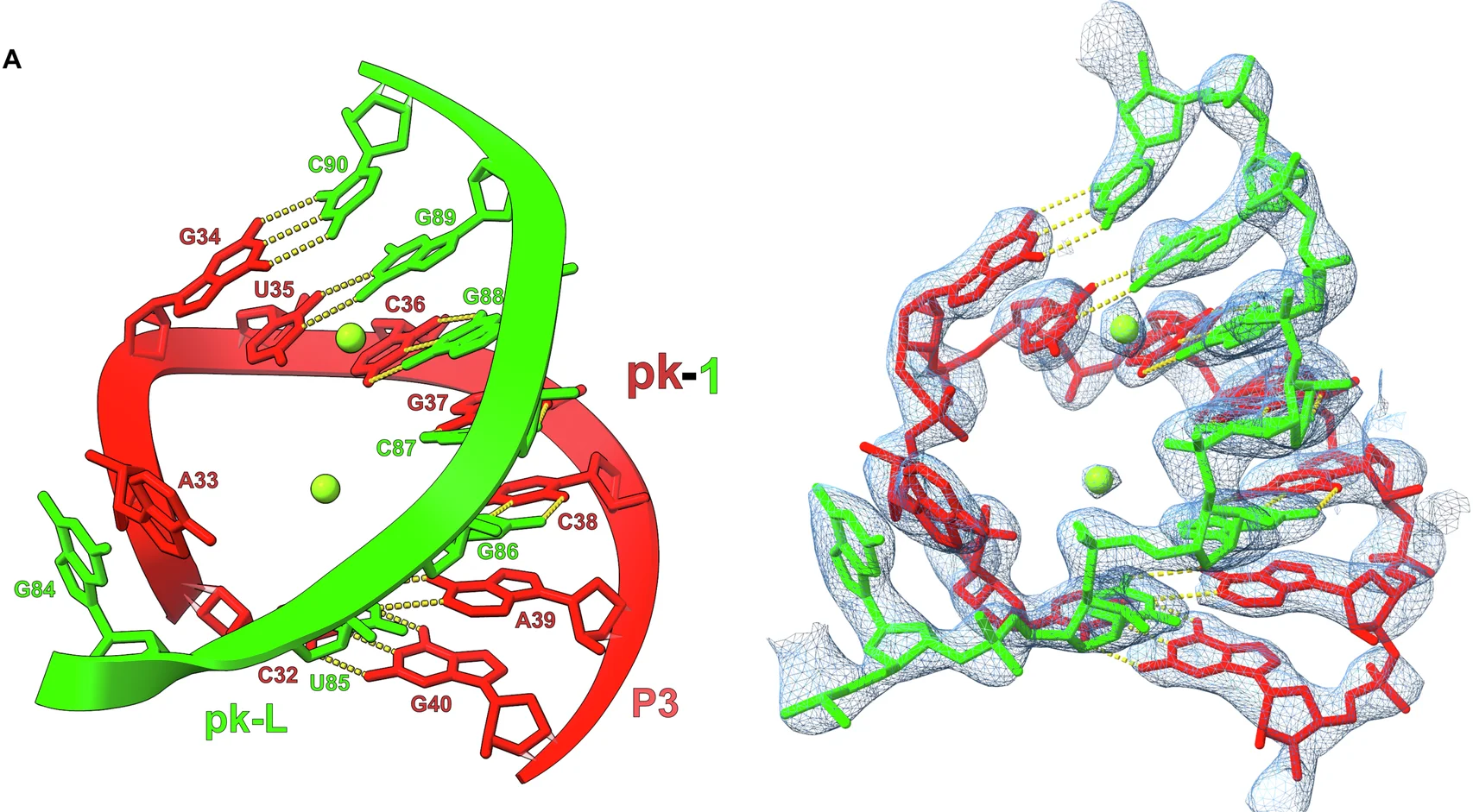 Open access visualization of Molecular Graphics, Density map, RNA, pk-1, pk-L
