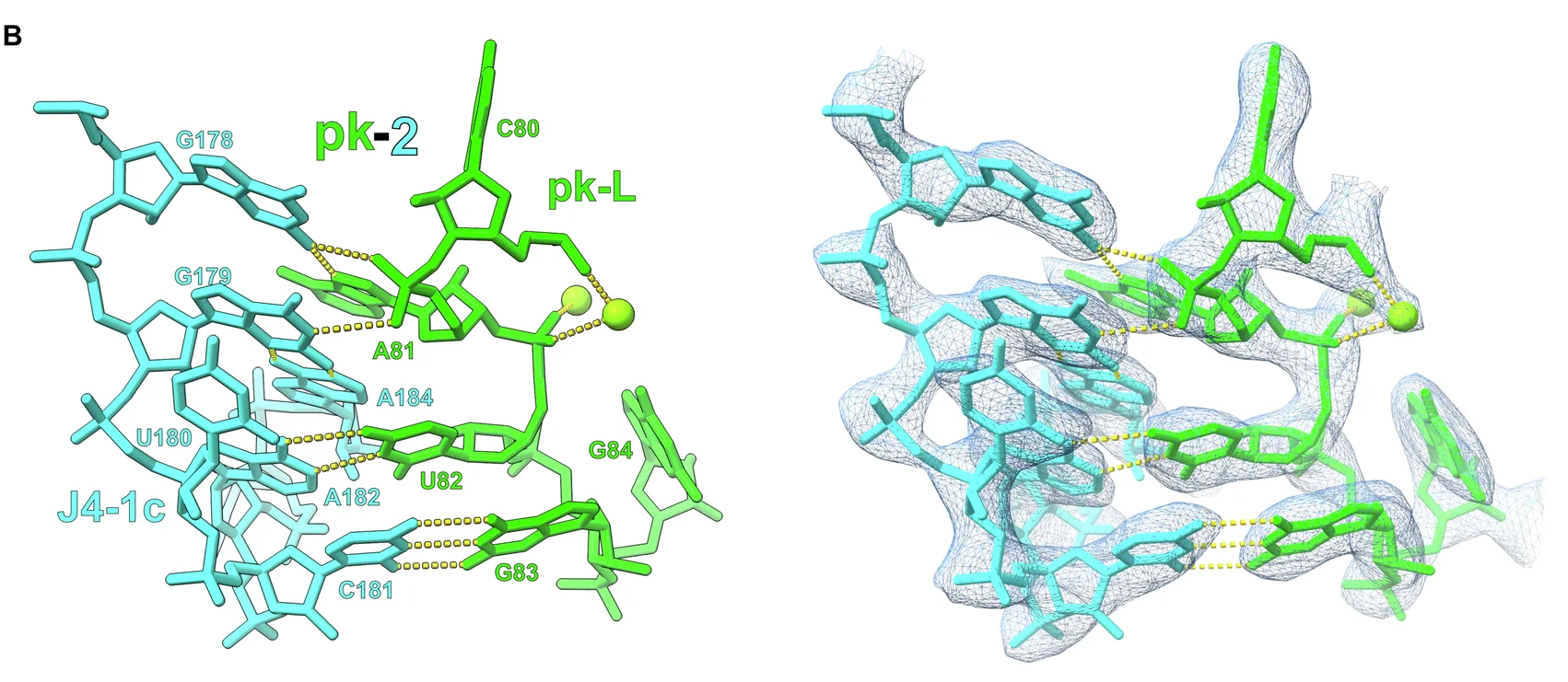 Open access visualization of 3D Structure, Molecular structure, RNA, Hydrogen Bonds, J4-1c