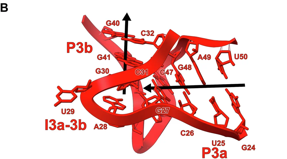 Open access visualization of 3D Structure, RNA, P3a, P3b, I3a-3b