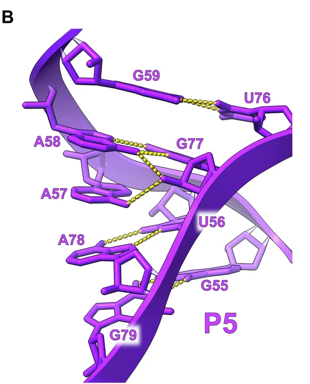 Open access visualization of 3D Structure, RNA, P5, Base Pairing, A57