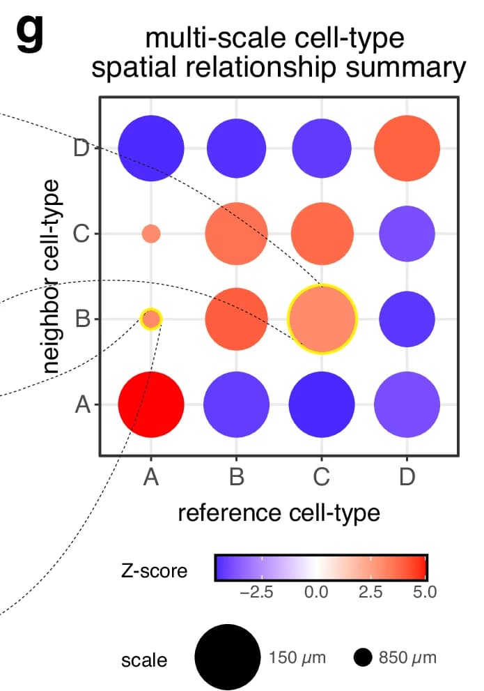 Open access visualization of Scatter Plot, Multi-scale, Cell-type, Spatial Relationship, Z-score