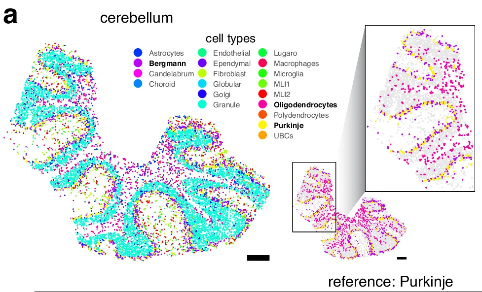 Open access visualization of Scatter Plot, Cerebellum, Cell Types, Astrocytes, Bergmann