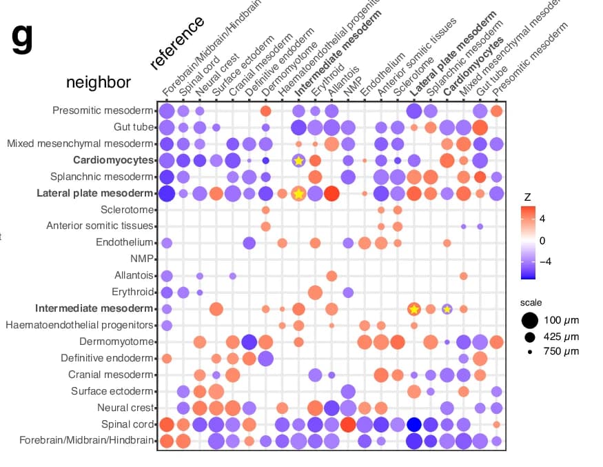 Open access visualization of Dot Plot, Reference, Neighbor, Forebrain/Midbrain/Hindbrain, Spinal cord