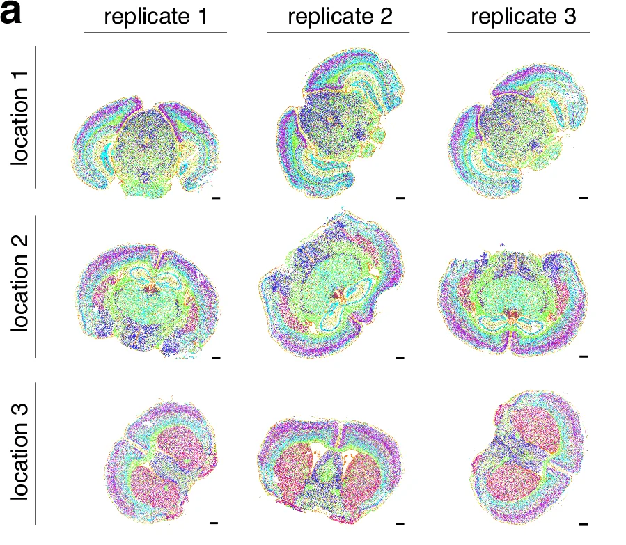 Open access visualization of Scatter Plot, Brain, Replicate, Location, Cell Types