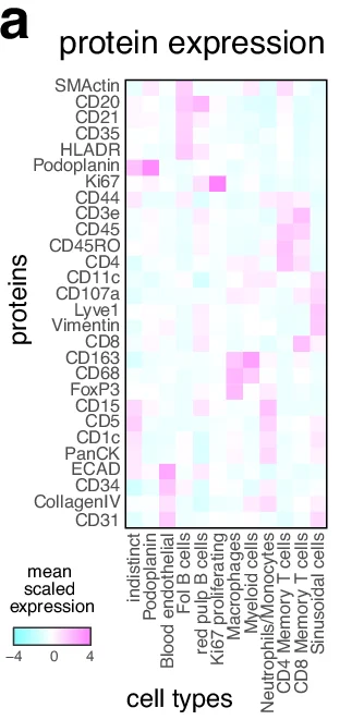 Open access visualization of Heatmap, Protein expression, Cell types, Proteins, SMActin