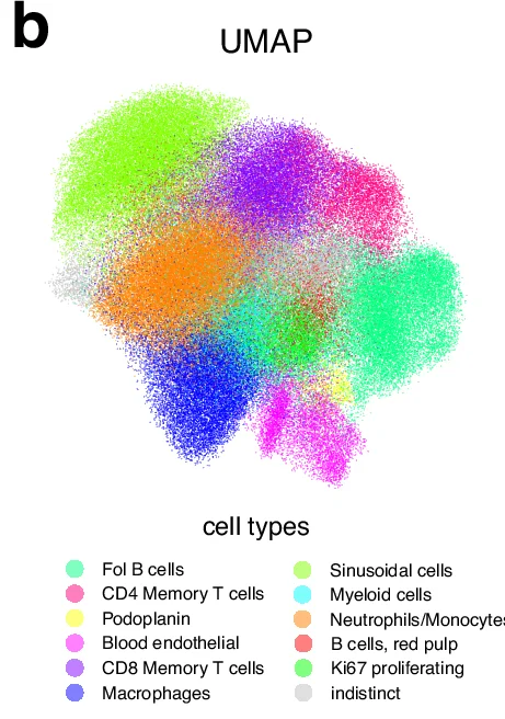 Open access visualization of Scatter Plot, UMAP, Cell Types, Fol B cells, CD4 Memory T cells