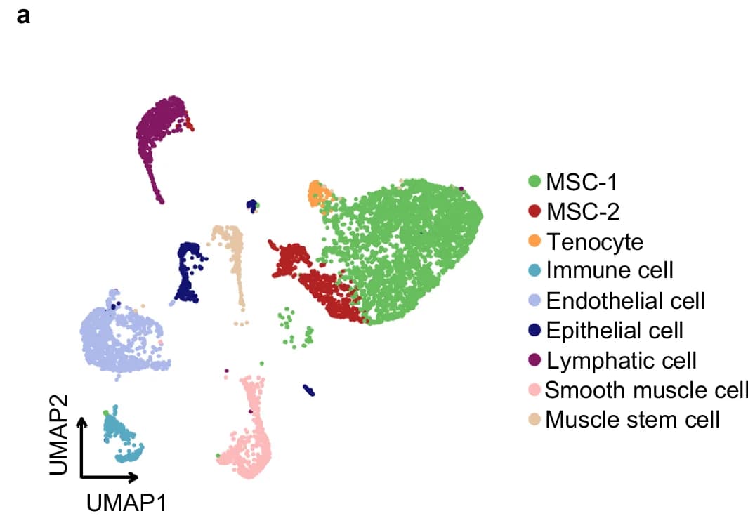 Open access visualization of Scatter Plot, UMAP, MSC-1, MSC-2, Tenocyte