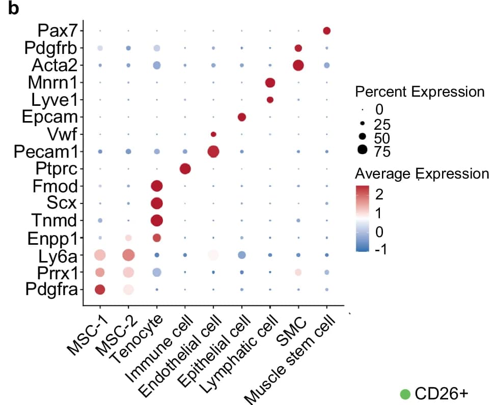 Open access visualization of Dot Plot, Gene Expression, Cell Type, Pax7, Pdgfrb