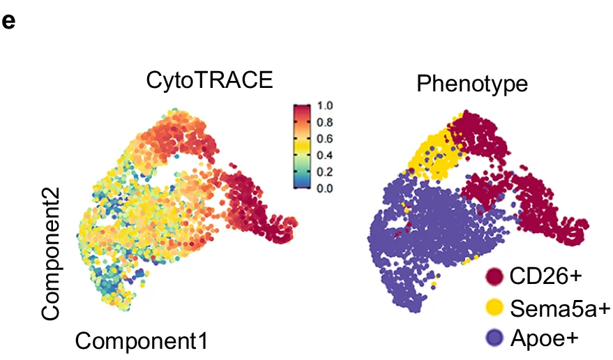 Open access visualization of Scatter Plot, Dimensionality Reduction, t-SNE, UMAP, CytoTRACE