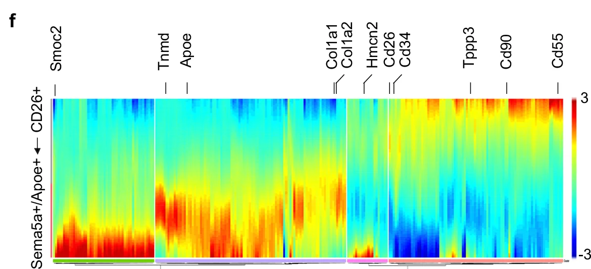 Open access visualization of Heatmap, Gene Expression, Smoc2, Tnmd, Apoe