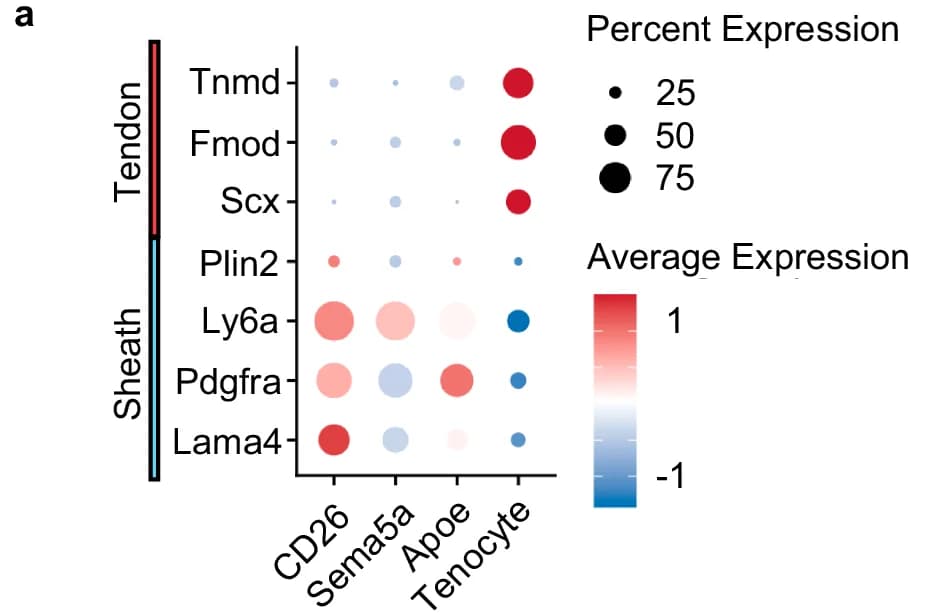 Open access visualization of Dot Plot, Heatmap, Gene Expression, Tendon, Sheath