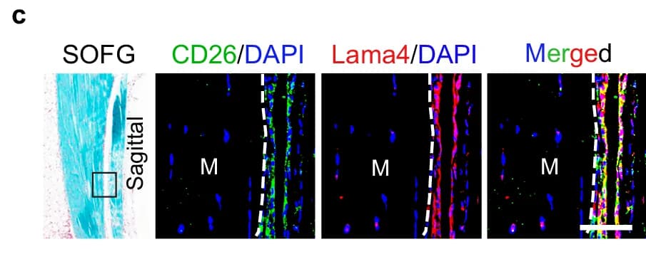 Open access visualization of Microscopy, Immunofluorescence, CD26, Lama4, DAPI