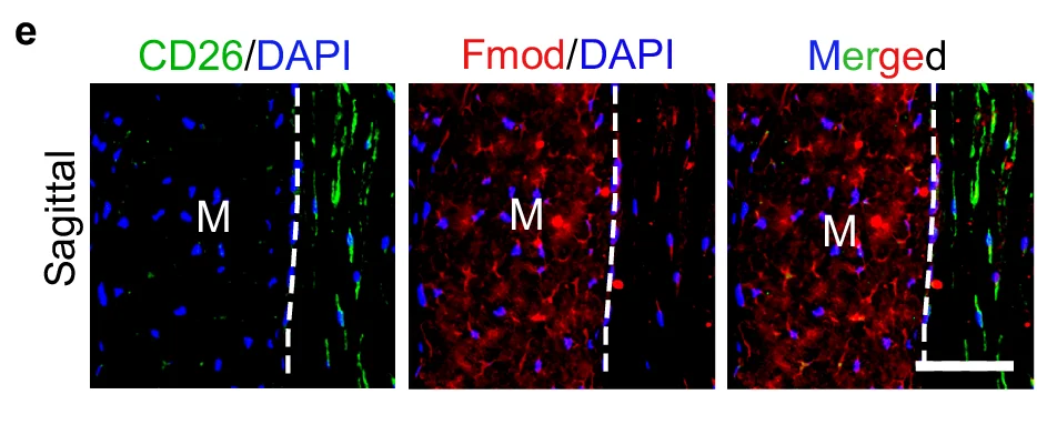 Open access visualization of Immunofluorescence, CD26, DAPI, Fmod, Sagittal