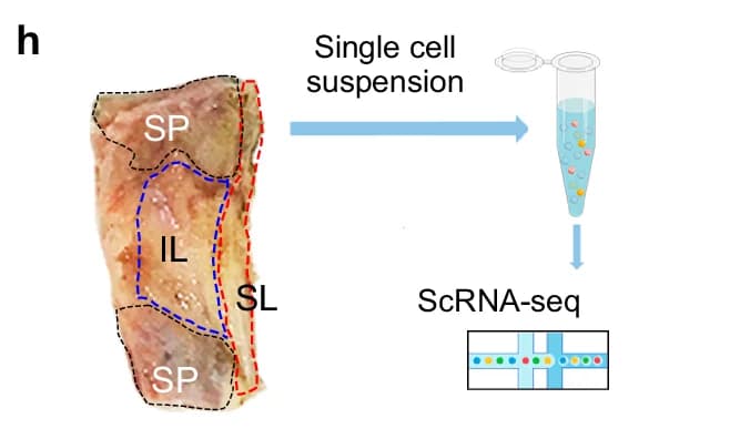 Open access visualization of Diagram, Single cell suspension, scRNA-seq, SP, SL