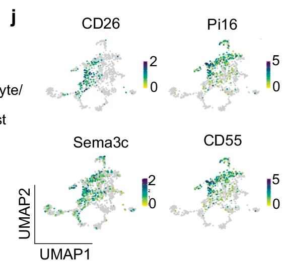 Open access visualization of UMAP plot, CD26, Pi16, Sema3c, CD55