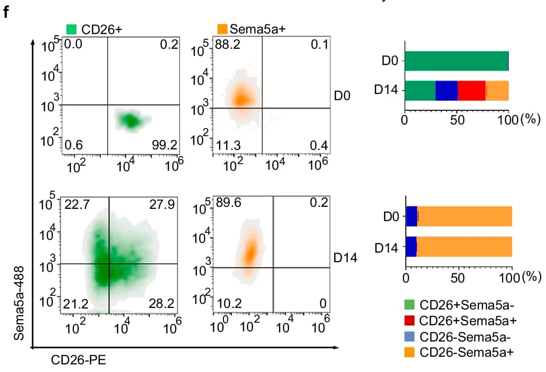 Open access visualization of Scatter Plot, Stacked Bar Plot, CD26, Sema5a, D0