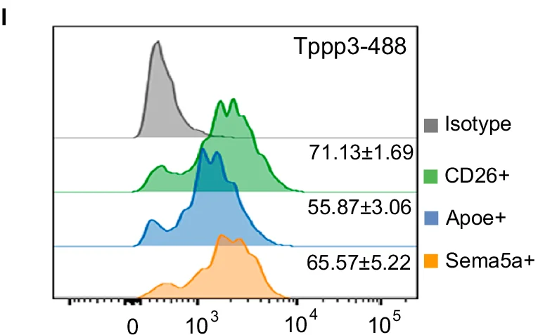 Open access visualization of Density Plot, Tppp3-488, Isotype, CD26+, Apoe+