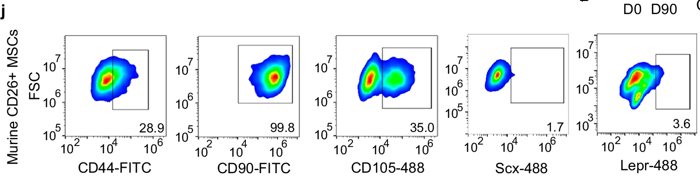 Open access visualization of Density Plot, FSC, Murine CD26+ MSCs, CD44-FITC, CD90-FITC