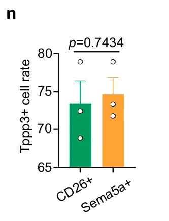 Open access visualization of Bar Chart, Tppp3+ cell rate, CD26+, Sema5a+, P-value