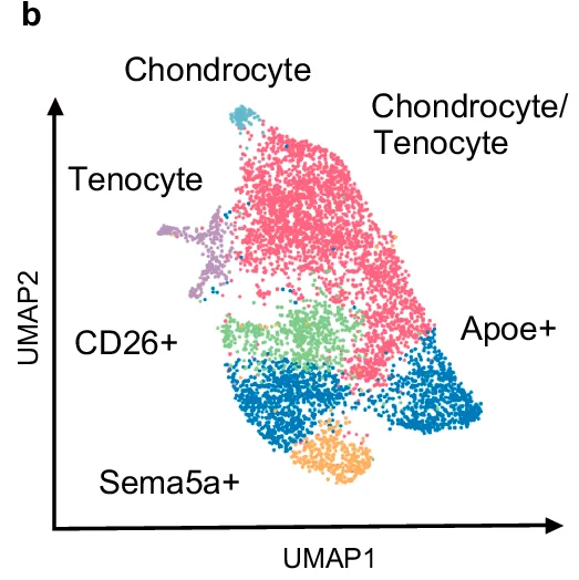 Open access visualization of Scatter Plot, UMAP, Cell Type, Chondrocyte, Tenocyte