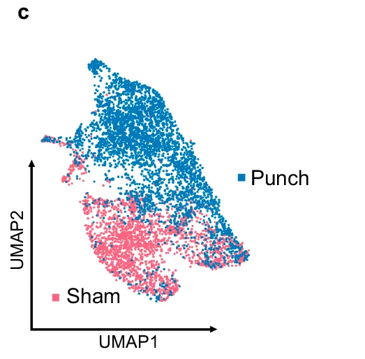 Open access visualization of Scatter Plot, UMAP, Dimension Reduction, Punch, Sham