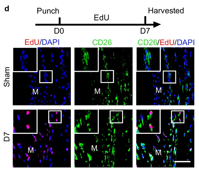 Open access visualization of Immunofluorescence, Timeline, EdU/DAPI, CD26, Sham