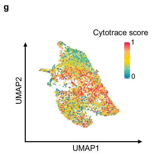 Open access visualization of Scatter Plot, UMAP, Cytotrace score, Cluster, Color scale