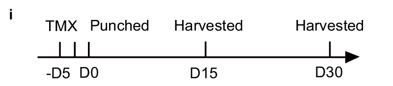 Open access visualization of Timeline, TMX, Harvested, Time series, CD26- CreER T2 -hDTR Mice