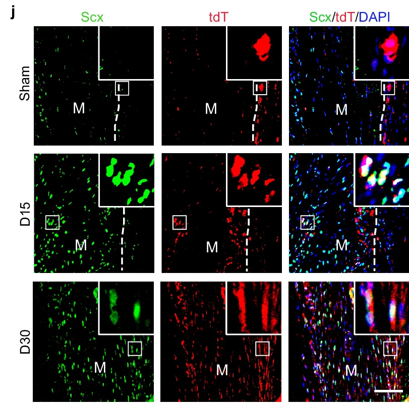Open access visualization of Immunofluorescence, Scx, tdT, DAPI, Sham