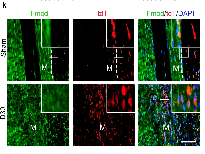 Open access visualization of Immunofluorescence, Fmod, tdT, DAPI, Sham