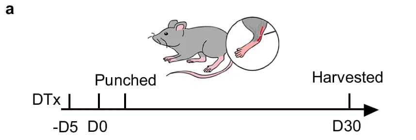 Open access visualization of Timeline, Mouse, DTx, Punched, Harvested