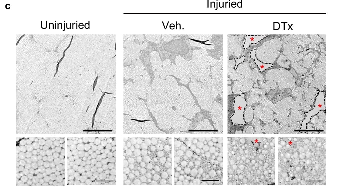 Open access visualization of Microscopic Images, Uninjured, Injured, Veh., DTx