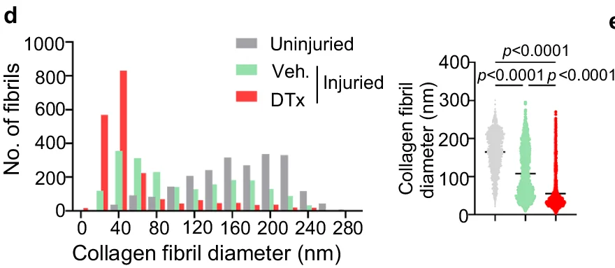 Open access visualization of Histogram, Violin Plot, Collagen fibril diameter, Number of fibrils, Uninjured