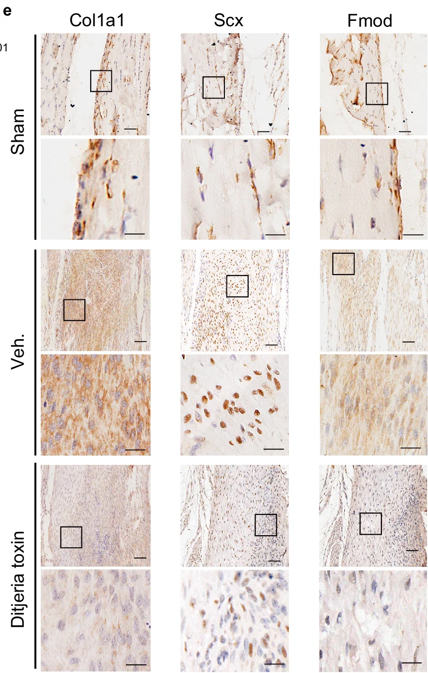 Open access visualization of Microscopy Image, immunohistochemistry, Collagen 1 alpha 1, Scx, Fmod