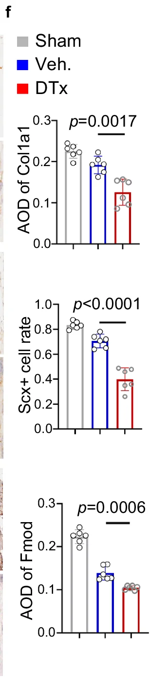 Open access visualization of Bar Plot, Scatter Plot, AOD of Col1a1, Scx+ cell rate, AOD of Fmod