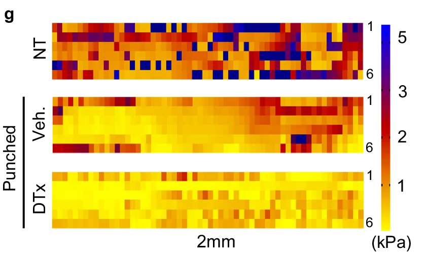 Open access visualization of Heatmap, Pressure Distribution, NT, Veh., DTx