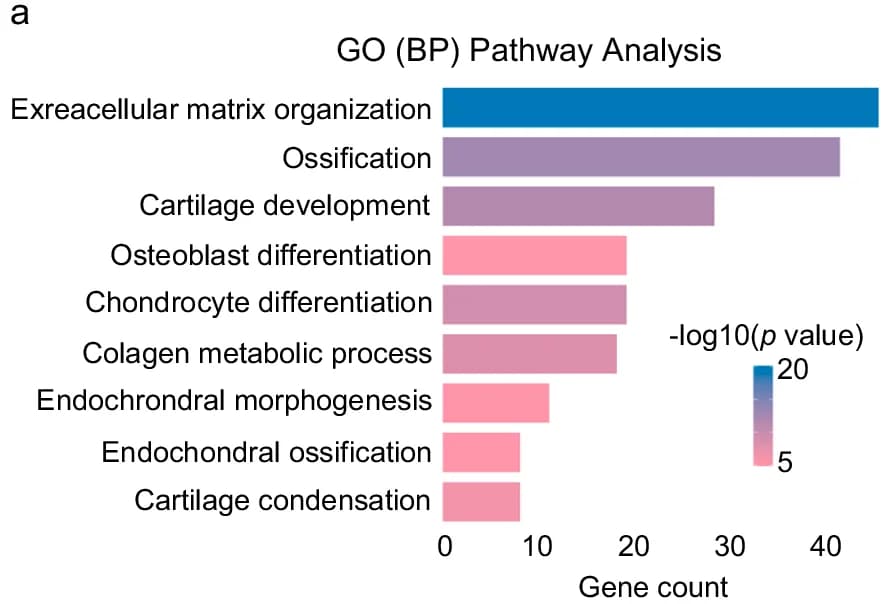 Open access visualization of Bar Plot, Pathway Analysis, GO (BP), Extracellular matrix organization, Ossification