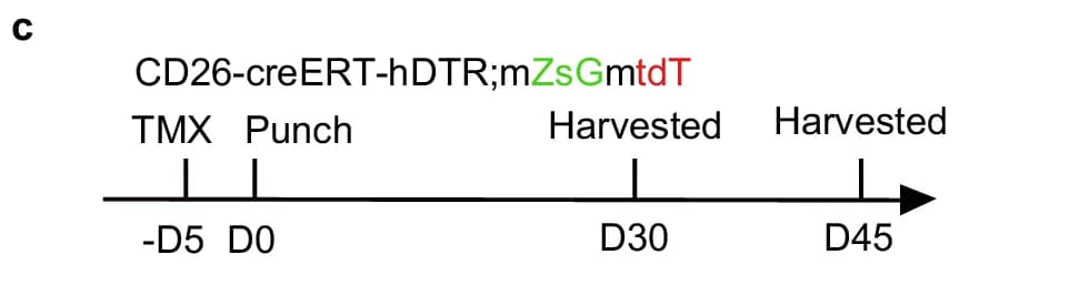 Open access visualization of Timeline, Experimental Design, Genotype, TMX, Punch