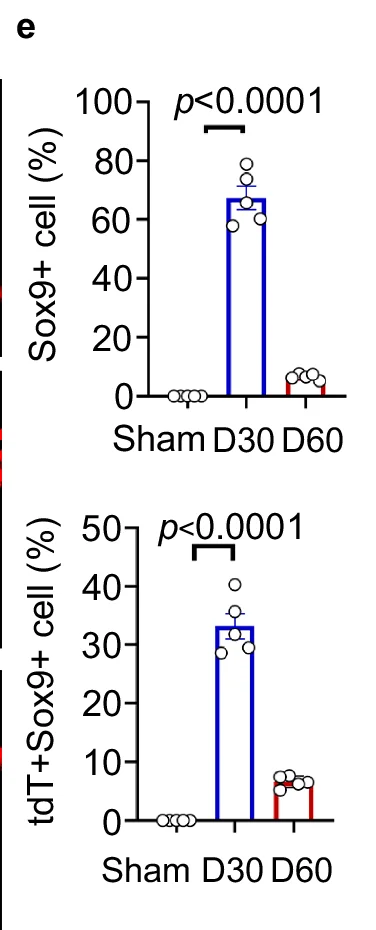 Open access visualization of Bar Plot, Scatter Plot, Sox9+ cell, tdT+Sox9+ cell, Sham