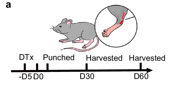 Open access visualization of Timeline, Mouse, Foot, DTx, Harvested