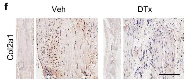 Open access visualization of Microscopy, Histology, Immunohistochemistry, Col2a1, Veh