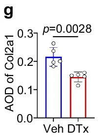Open access visualization of Bar Chart, AOD of Col2a1, Veh, DTx, p-value