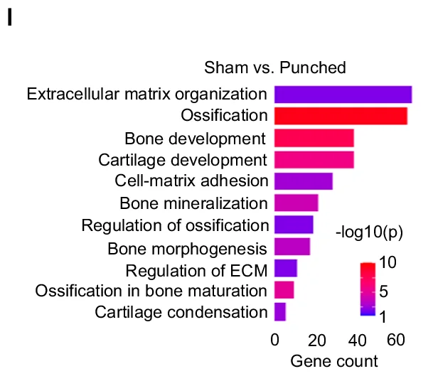 Open access visualization of Bar Chart, Sham vs Punched, Extracellular matrix organization, Ossification, Bone development