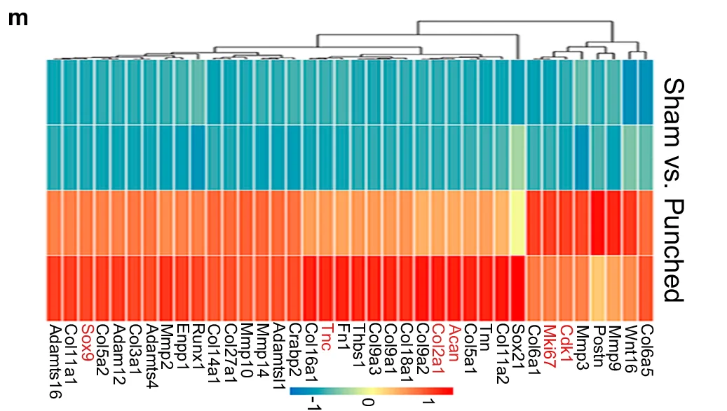 Open access visualization of Heatmap, Cluster Dendrogram, Sham vs. Punched, Gene Expression, Col6a5
