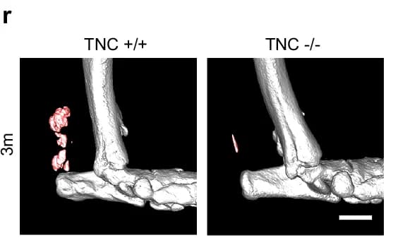 Open access visualization of 3D Rendering, Bone, Bone Volume, TNC +/+, TNC -/-