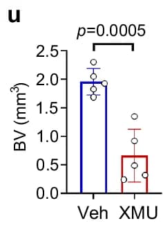 Open access visualization of Bar Plot, Scatter Plot, bone volume, BV, Veh