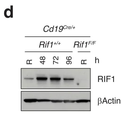 Open access visualization of Western Blot, RIF1, βActin, Cd19Cre/+, Rif1+/+