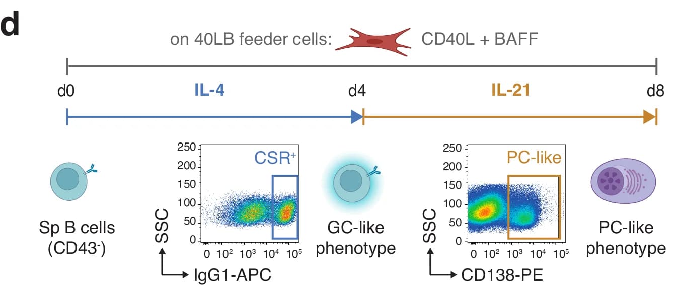 Open access visualization of Scatter Plot, Timeline, Cell Differentiation, B Cells, Sp B cells
