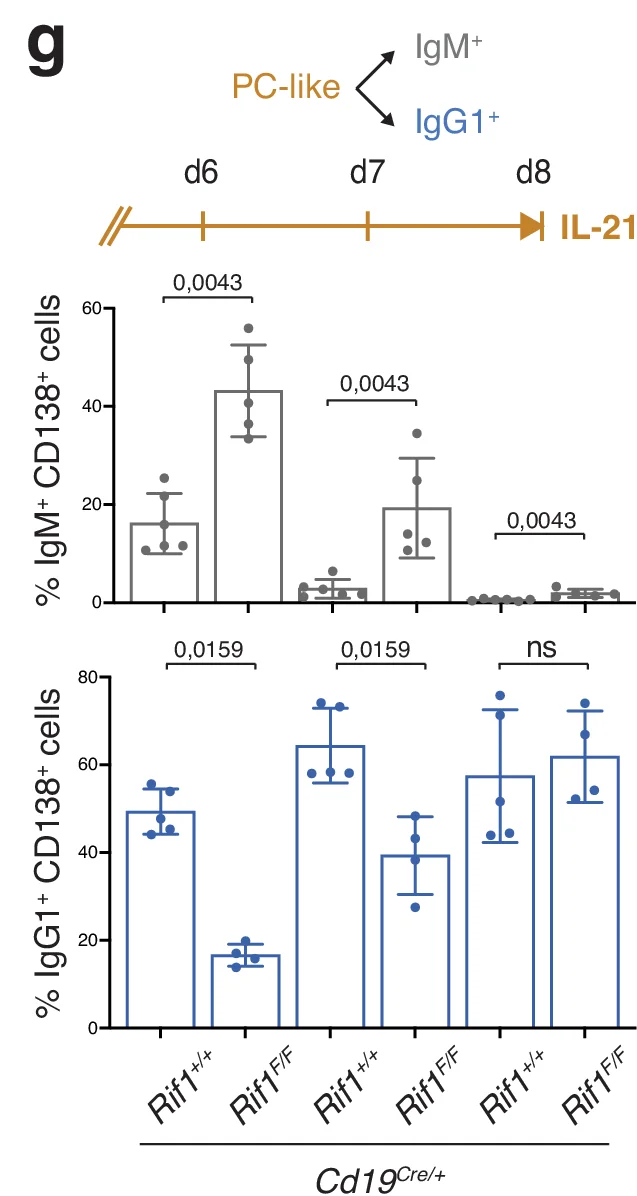 Open access visualization of Bar Plot, Time course, IgM+ CD138+ cells, IgG1+ CD138+ cells, Rif1