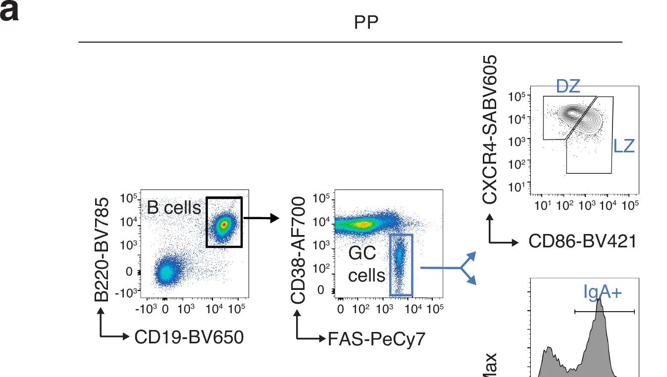 Open access visualization of Scatter Plot, Histogram, B cells, GC cells, DZ